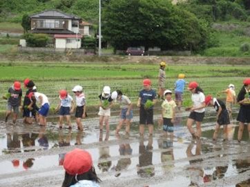 taue-1 taue-1